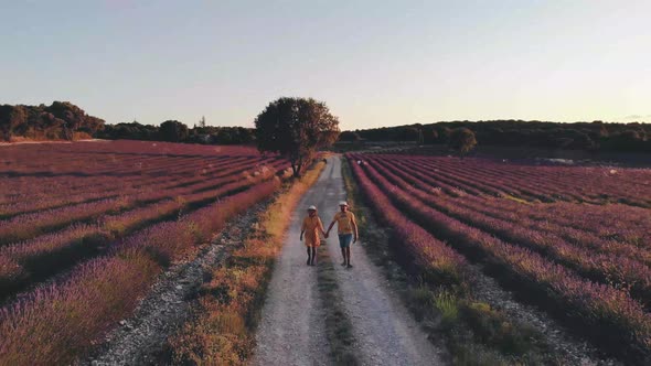 Blooming Heather Field in the Netherlands Near Hilversum Veluwe Zuiderheide Blooming Pink Purple