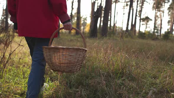 A Girl Collects Mushrooms in a Beautiful Forest