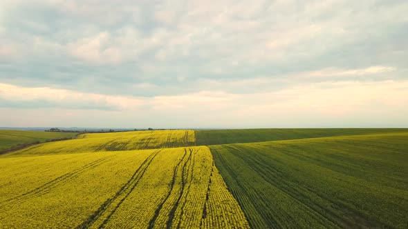 Aerial view of bright green agricultural farm field with growing rapeseed plants