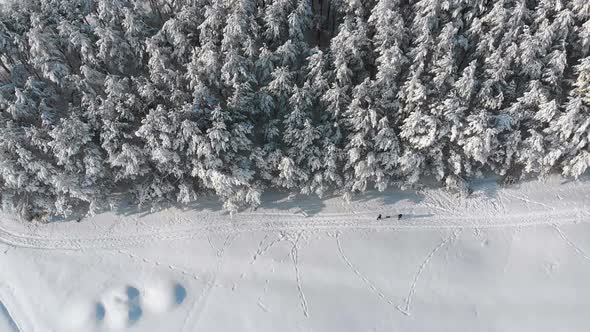 Aerial View on Winter Pine Forest and Snowy Path with People on a Sunny Day