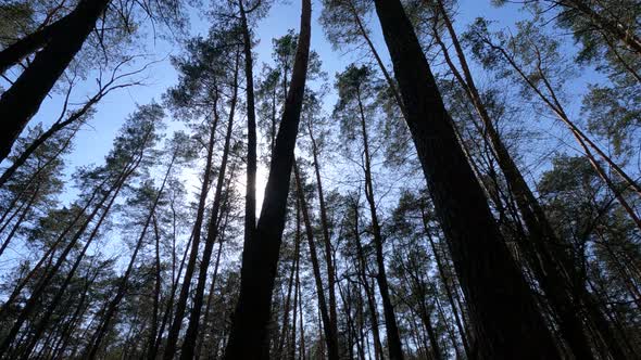 Walking Through the Forest with Pine Trees During the Day POV Slow Motion