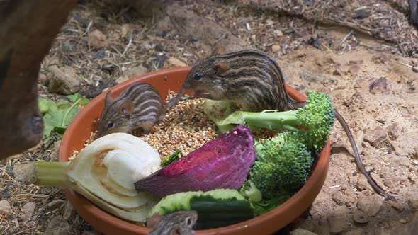 Close up shot of cute striped grass mice eating fresh vegetables in bucket