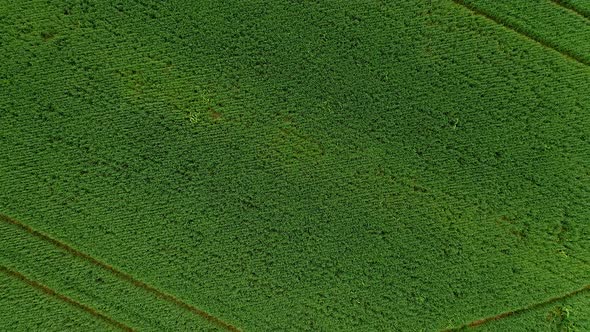Aerial Footage from a Plantation in Sao Paulo Brazil