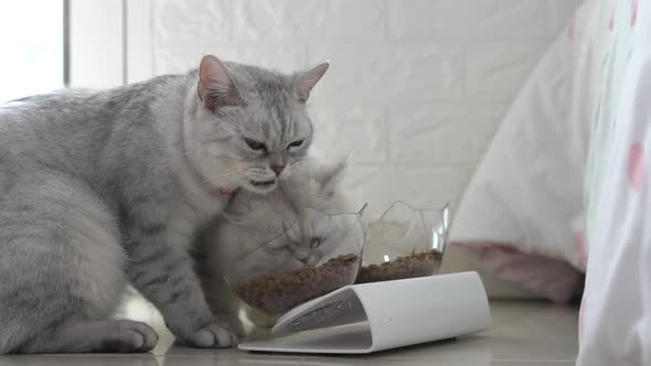 Two Cute Cats Eating From Bowl On Floor