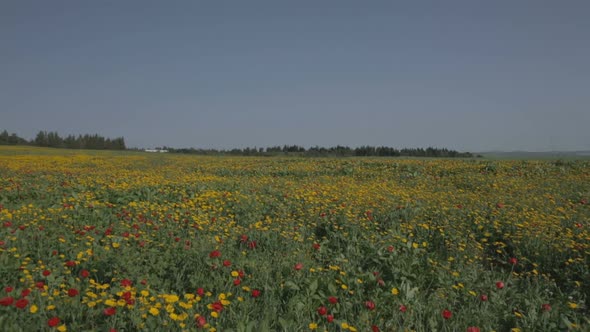 Wide angle shot of a large field covered with colorful flowers during spring