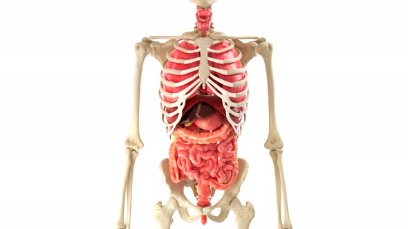 Skeleton human model internal organs on white background alt