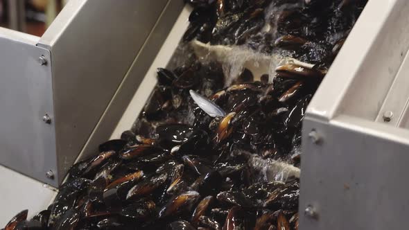 Washing Raw Mussels Molluscs with Water on Conveyor Belt