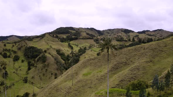 Aerial flying backwards through Palmtrees revealing the scene. San Felix, Colombia.