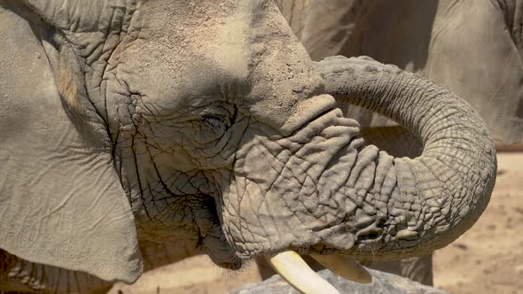 Wild African Elephant Close Up