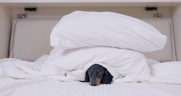 Sleepy Dachshund Puppy Lies on Bed Under Large Pillows