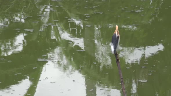 Heron perched on a pole in a pond.