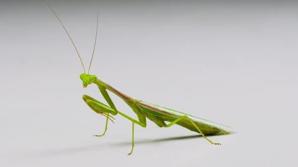 Macro shot of a Praying Mantis on a white background