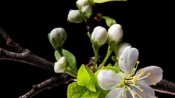 Flowering Branches on a Black Background