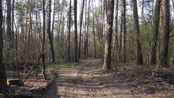 Aerial View of the Road Inside the Forest