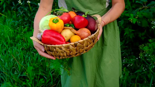 Woman Holding Vegetables in Her Hands Harvest