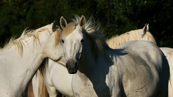 White Camargue horses, Camargue, France