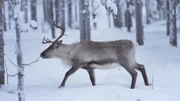Slowmotion of a majestetic reindeer walking around in a snowy forest in Lapland Finland.