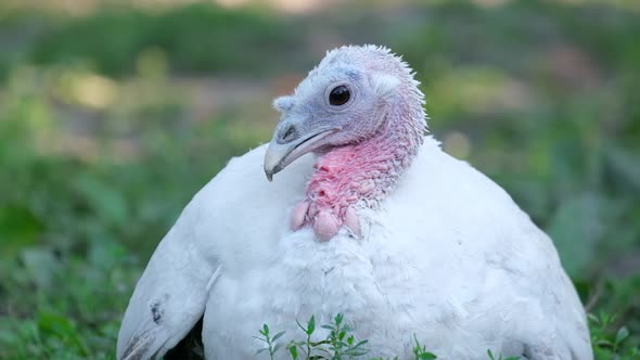 White Young Turkey Sitting on the Grass