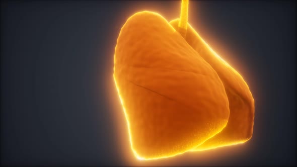 Loop 3d Rendered Medically Accurate Animation of the Human Lung