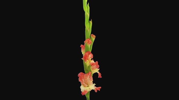 Time-lapse of opening gladiolus Ambassador flower