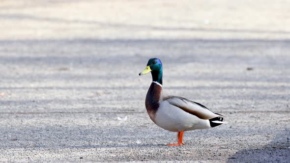 The male duck walks and looks into the camera. Beautiful drake close-up.