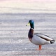 The male duck walks and looks into the camera. Beautiful drake close-up. - VideoHive Item for Sale