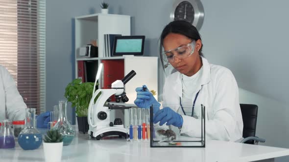 Female Research Scientist in Safety Glasses Providing Experiment with Mouse and Then Showing Her