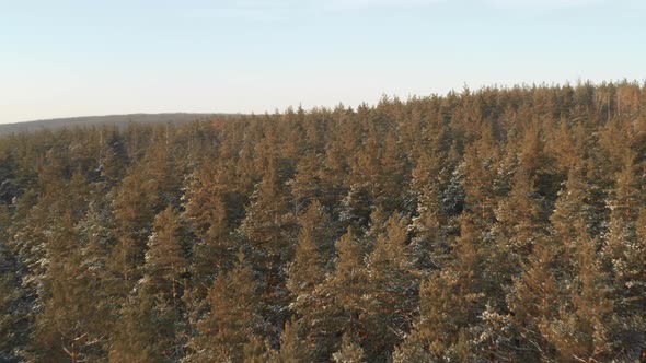 Drone Flies in Lowflying Over a Pine Winter Forest in Frosty Weather