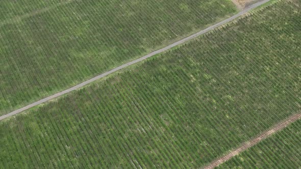 Aerial flight over beautiful vineyard landscape in Napareuli, Georgia