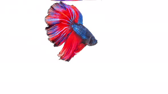 Siamese fighting fish (Betta splendens)