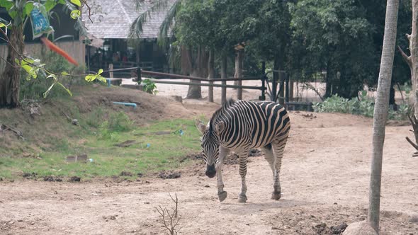 Lonely Small Striped Zebra Walks Slowly on Dry Grass