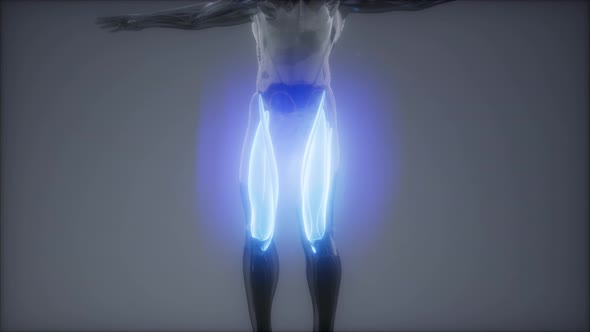 Thigh Muscles - Visible Muscle Anatomy Map alt