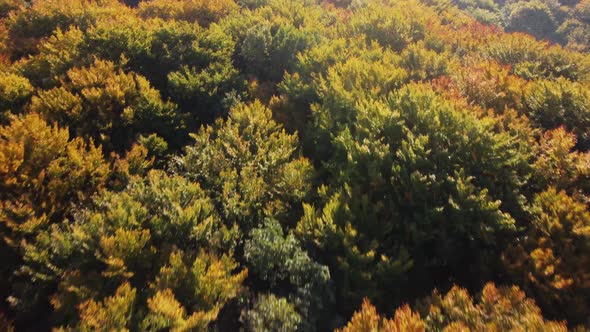Aerial top view on autumn european forest