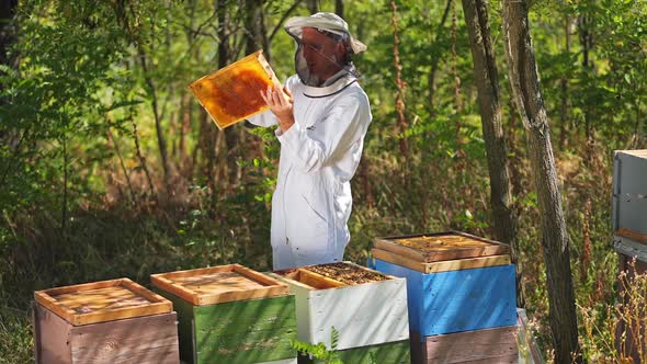 Healthy Bio Food And Beekeeping. Portrait of beekeeper in protection suit getting out honey comb fro