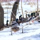 Wild ducks and drakes eat. A flock of ducks in early spring. - VideoHive Item for Sale