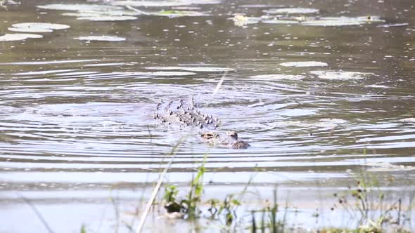 Footage of a nile Crocodile slowly swimming in a natural lake in a nature reserve in south africa