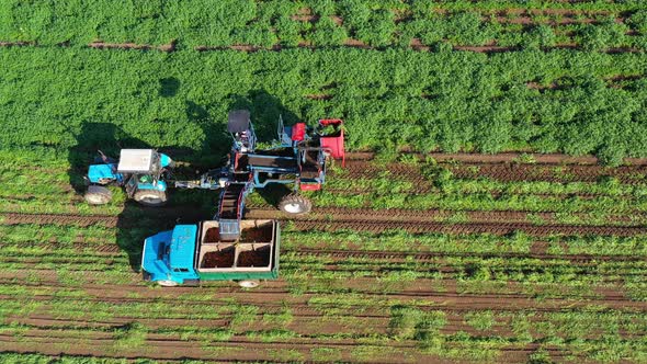 Carrot Harvest in Farm Land