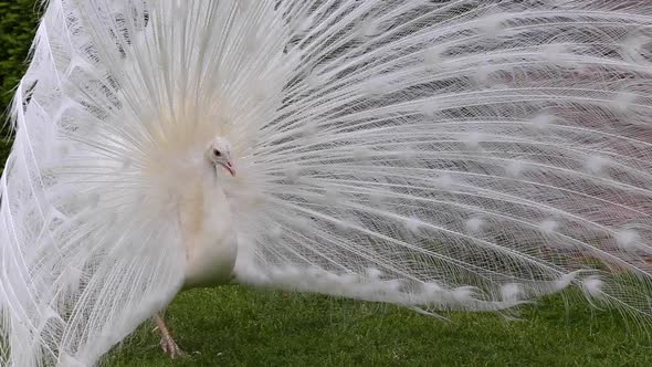 White peacock on green grass