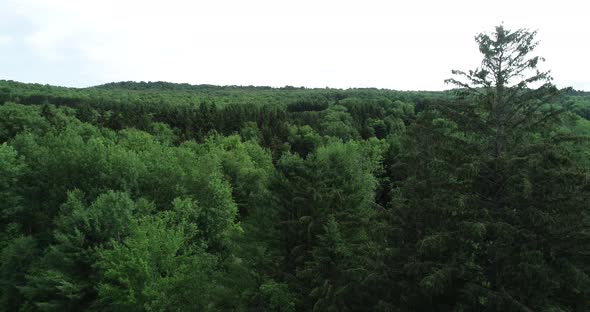 Dense mixed forests of the Catskill Mountains in upstate New York.