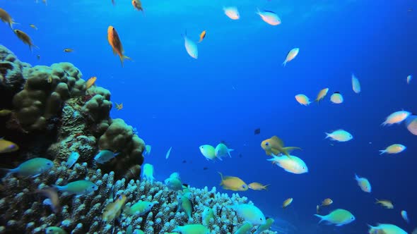 Coral Garden Orange Blue Green Fish