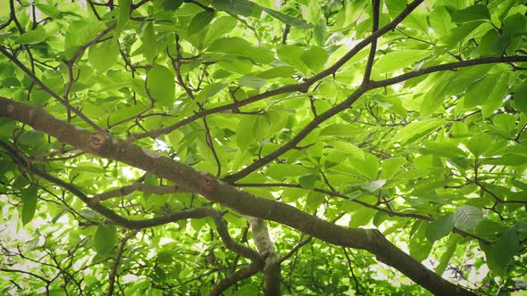 Under A Leafy Tree Canopy In The Sun