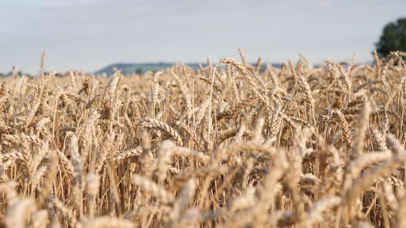 Closeup of wheat field. Global food shortage crisis concept.