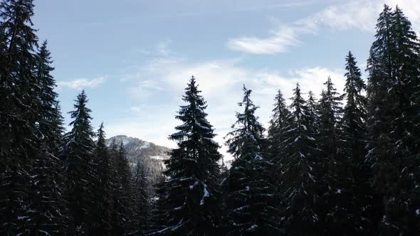 Jib up of snow covered pine trees and revealing a beautiful landscape in winter