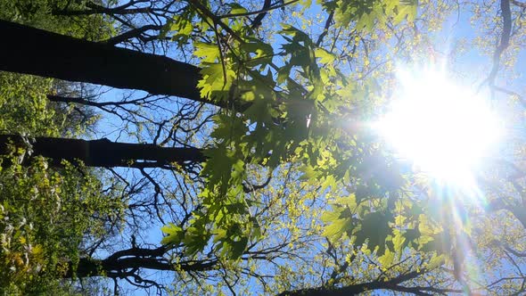 Vertical Video of the Forest in the Spring on a Sunny Day