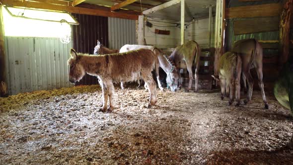 Herd of Donkeys Stand Inside Paddock