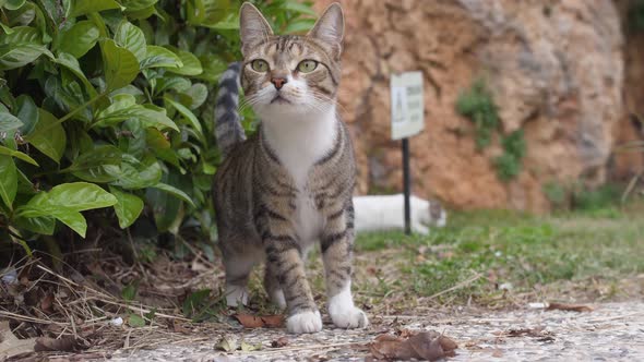 Cute Cat with Green Eyes Looks Around with Interest