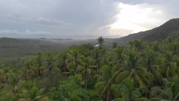 Beautiful aerial drone shot  above the top of palm tree forest during sunrise in siargao island trop