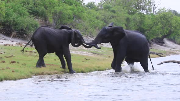 Two grappling African Bush Elephants emerge from the Chobe River