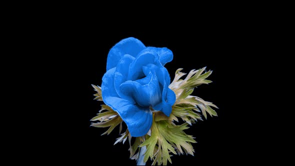 Beautiful Blue Anemone Flower Blooming on Black Background Closeup