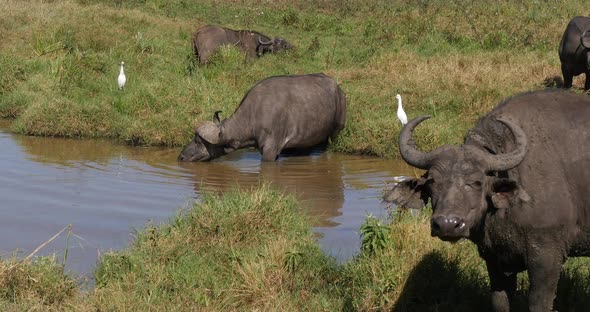 African Buffalo, syncerus caffer, Group at Waterhole, Nairobi Park in Kenya, Real Time 4K